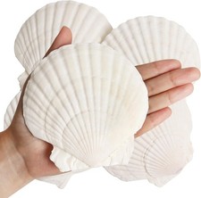 8 PCS Clam Shells for Crafts,4''-5'' Natural Scallop Shells,Large Seashells f
