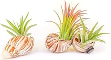 Handmade Seashell Magnets with Tillandsia Air Plants - Easy Indoor Outdoor Decor