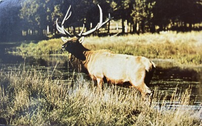 Bull Elk Postcard Breeding Season Chrome Nature Press Joe Van Wormer | eBay