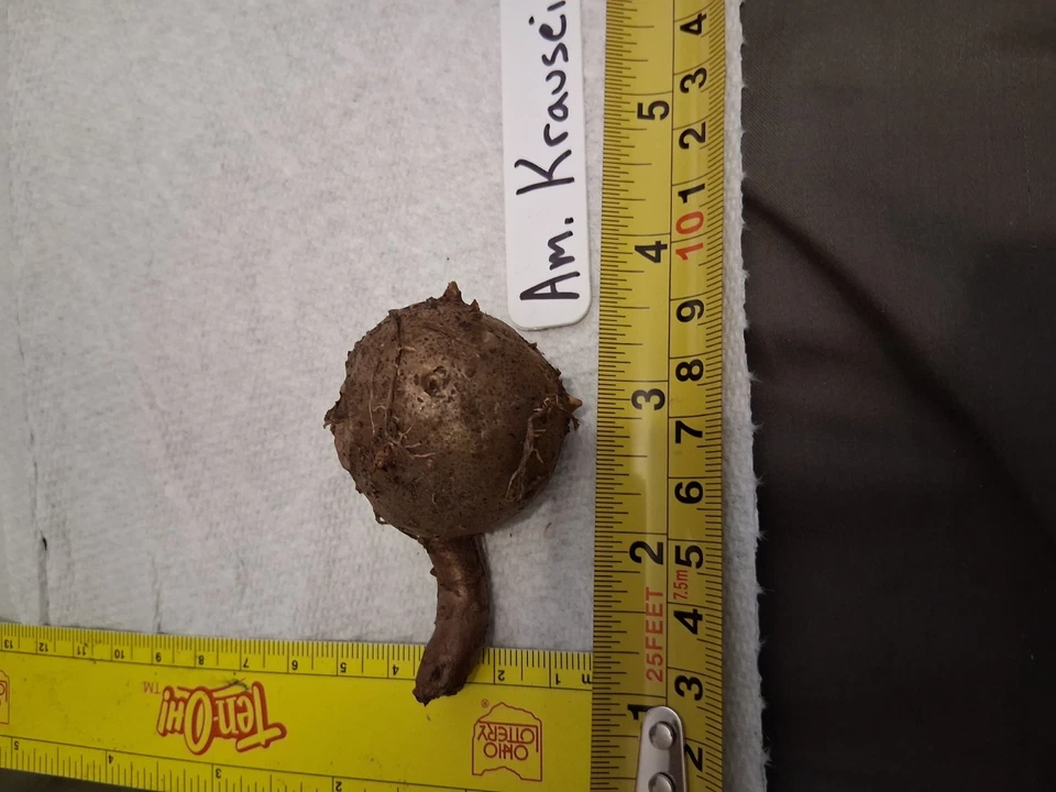 Amorphophallus Krausei Standard Form Nice Sized Bulb Fast Dividing - Image 3 of 4