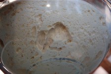our live SOURDOUGH STARTER yeast San Francisco BEAST RECIPES10 starters in 1 d