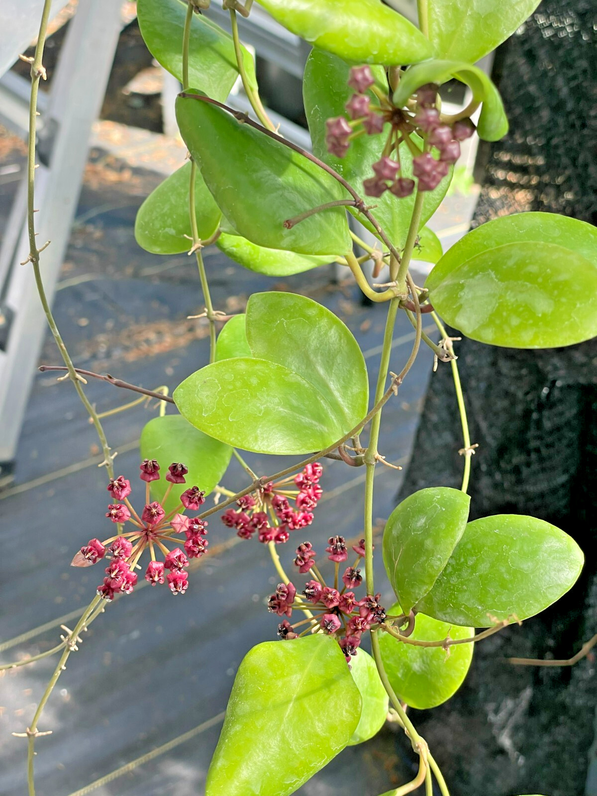 Hoya Lucardenasiana RARE! Well Rooted In 3.5" pot - Very Healthy - Houseplants
