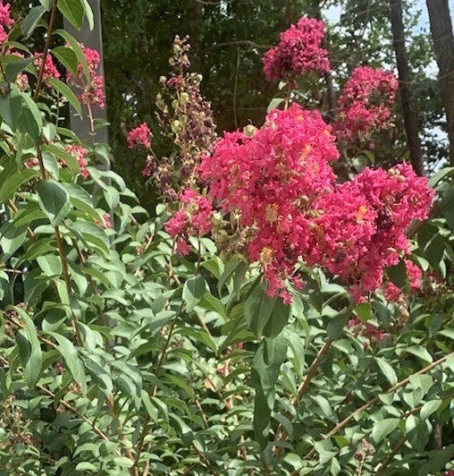 6+ Pink Crape Myrtle Cuttings Fresh Cut 12”+ Young Growth Live Packed Native - Image 4 of 4