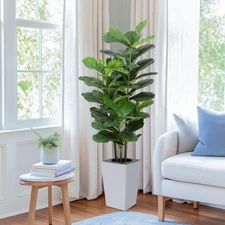 5Ft Fiddle Leaf Fig Tree with White Tall Planter - Fake Fig Silk Plants with ...