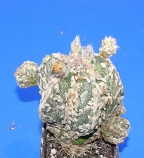 Astrophytum myriostigma 'RED HAKUYJO', fito dostępny