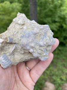 Crinoid Fossil Specimen, Pickett County Tennessee
