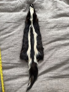 Tanned Skunk Pelt, Taxidermy, Real Vintage No Reserve Soft 31 Inch Long