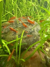 13 2 Red Cherry Shrimp/ Neocaridina Red Shrimp/ Live Freshwater Shrimp