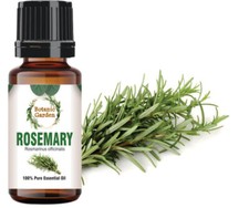 Rosemary Or Rosmarinus officinalis Essential Oil For Arthritis 100 Pure Oil