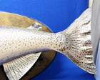 VTG Monster 35 Inch Manistee River Trout/Salmon Taxidermy Wall Hang — photo 8