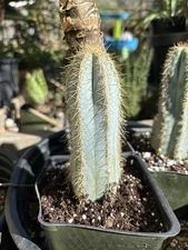 Pilocereus ‘Azurus’ Blue Torch Cactus 4”Grow Pot - Ships Bare Root