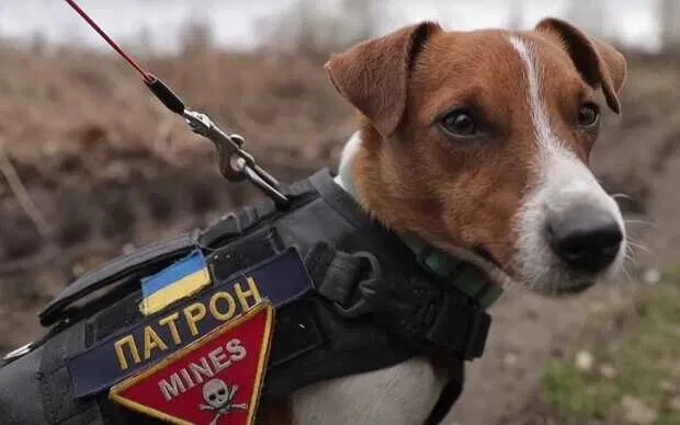 DOG PATRON MINESWEEPER UKRAINE First day Envelope Kyiv - Image 3 of 3