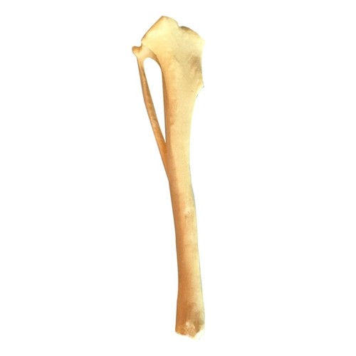 Dog Anatomy Tibia Skeletal Model Animal Dog Bone Model eBay