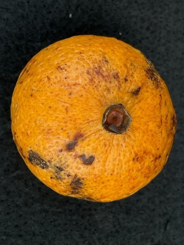 Garcinia sp "Citrus" - 1 YR OLD