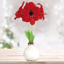Garden State Bulb Red Lion Waxed Amaryllis Flower Bulb, 30/32cm, White Wax