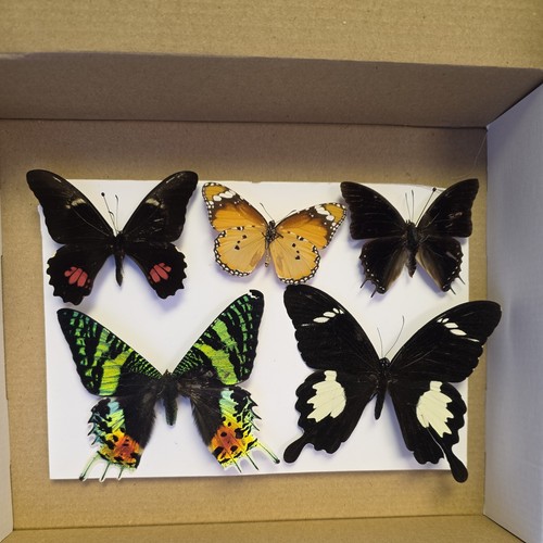 Box 1 Mix grade insect collection. Moth butterfly beetle artwork bugs taxidermy