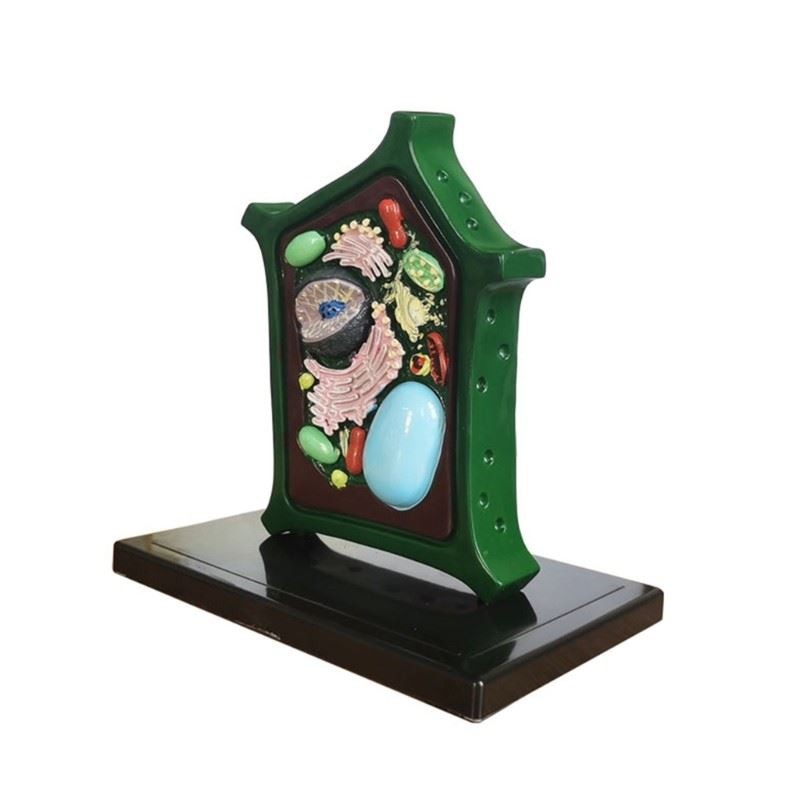 Modelo de anatomía vegetal biología modelo de ciencia modelo de células vegetales biología ayuda para la enseñanza