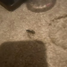 Queen ant for sale 
