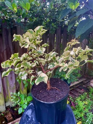 Bonsai Style Pre-bonsai Fuchsia  raspberry iceraspber Bougainvillea Tree 6 years