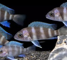 Burundi Frontosa Cichlid - Cyphotilapia frontosa burundi - Live Fish 2"-3"