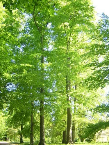 Piante e bonsai freddi