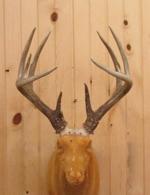 143 Minnesota Whitetail Deer Antlers Mounted Taxidermy Cabin Decor