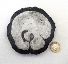 A fossil 100 million year old section of Vaccinites from Greece