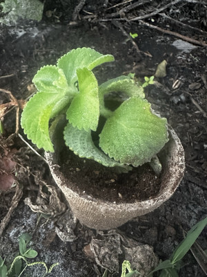 peeing plant pot 3D Printed Peeing Flower Pot with Urinal – Anime Card Craze