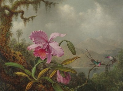 Martin Johnson Heade Hummingbirds Orchids Vintage Art Photo Reprint Wall Art