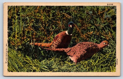 Postcard C.T Wildlife Scenes Pheasants Postmarked Sturgis South Dakota c1951 A3