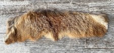 Australian RED FOX Fur Piece - Chrome Tanned. Taxidermy - Pagan - Art/Crafts. 