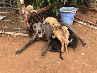 Whippet Cross Kelpie Pups Dogs Puppies Gumtree Australia