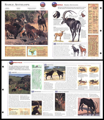 Fold-Out Sheet - Sable Antelope - 110