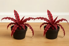 2 pack Cryptanthus Earth Star Plant Red– Rare Red Bromeliad in Pot – . pot 4'
