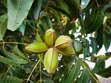 Northern Pecan Trees for Planting | Live Tree Seedlings | No Ship to California