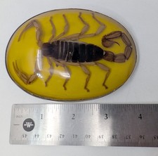 Scorpion Belt Buckle in Resin: vintage metal faux-amber