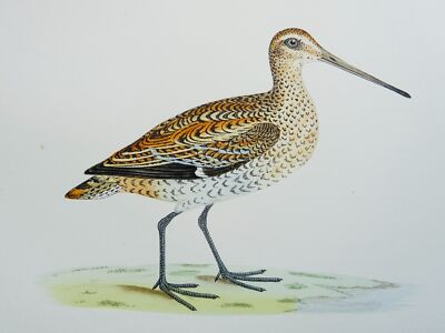c1870 Antiker Druck DIE GROSSE SCHNEPFE Geschichte der britischen Vögel von F.O. Morris
