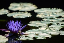 blaue Seerose - blühende Wasserpflanzen für den Teich Teichpflanzen Teichpflanze