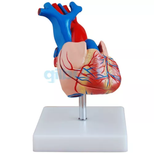 Life Size Human Heart Vein Plumonary Circulation Anatomy Cardiac Medical Model
