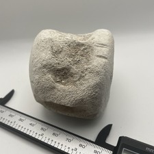 Whale/Dolphin Vertebrae Fossil RARE POSSIBLE BUTES MARKS Cetacean Vertebrae