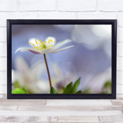 Makro Blume Bokeh weich Garten Sommer Frühling Wiese Unschärfe verschwommen Wandkunstdruck