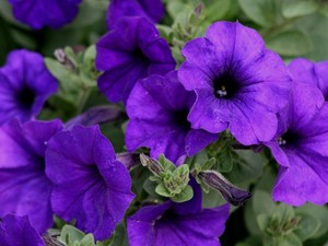 Image result for Petunia limbo blue