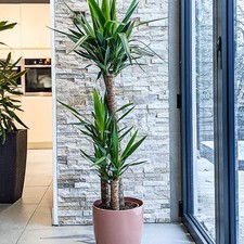 Yucca Plant
