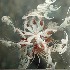 Cassian - Dun Dun (VINYL) - PROGRESSIVE *SEALED*