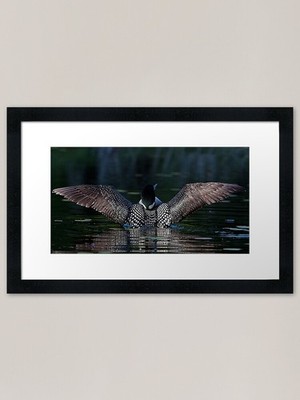 I once catch a fish...Common Loon Gerahmtes Wandbild Poster Leinwanddruck Bild