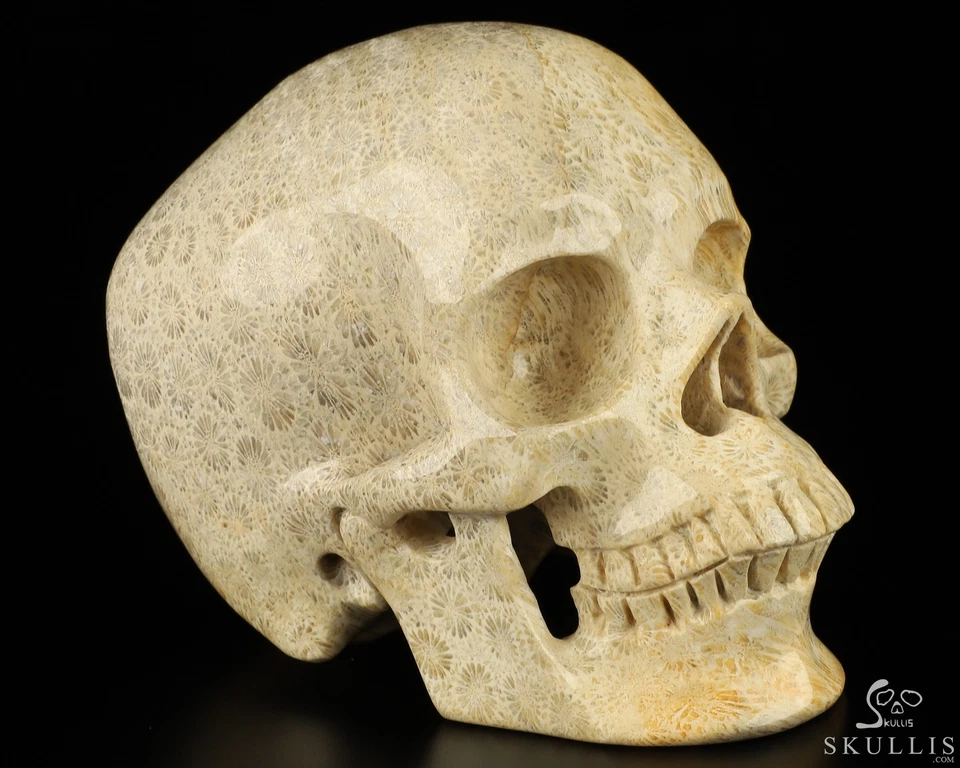 Calavera de cristal tallada a mano fósil de coral de 5,1", súper realista, curación con cristal Foto 3 de 4