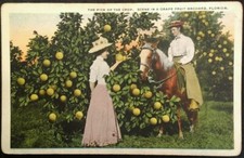Orlando Florida Postcard Vtg Early 1900s Grape Fruit Orchard Beauty Fashion Hors