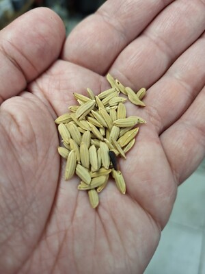 INDISCHER SCHWARZER REIS MIT GOLDENER SCHALE 20+ Samen Oryza sativa Am 112
