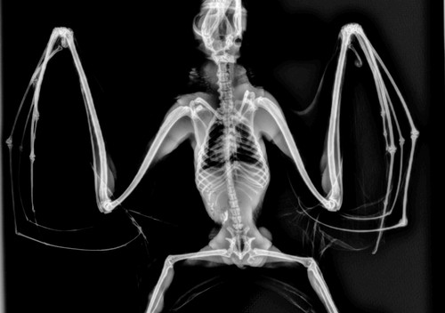 VET SETS A or B or C or D 6x animal X-RAYs imaged onto film lightbox radiography - Picture 30 of 34