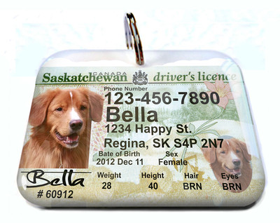 drivers licence dog tag